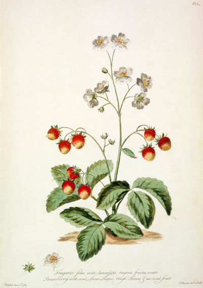 Morangueiro: Lança Oval, folhas rugosas e um fruto oval de "The British Herbal... de John Edwards
