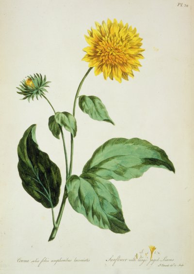 Girassol: com grandes folhas recortadas (Corona) de `The British Herbal...