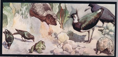 Vida selvagem, ilustração de 