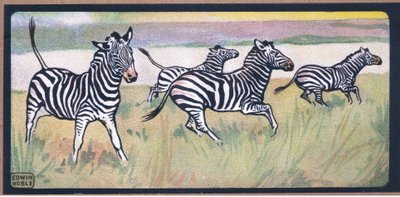 Zebras de John Edwin Noble