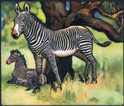 Zebras, ilustração de 