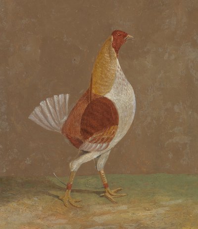 Galos de combate: um galo de combate de peito-pálido, virado para a direita de John Frederick Herring