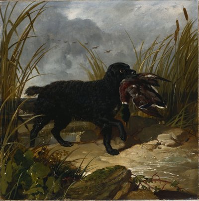 Um Spaniel de Água Irlandês Recuperando um Pato Selvagem Drake, 1849 de John Frederick Herring Senior