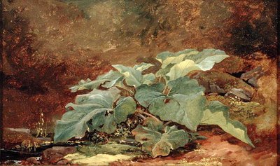 Estudo de uma fábrica de Burdock (óleo sobre papel montado sobre tela) de John Frederick Kensett