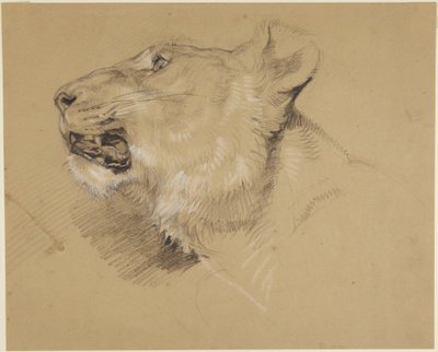 Cabeça de leoa de John Frederick Lewis