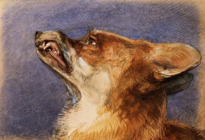 Cabeça de raposa de John Frederick Lewis
