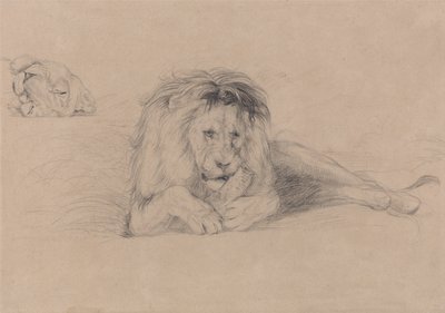 Estudo de um leão e estudo de uma cabeça de leoa de John Frederick Lewis
