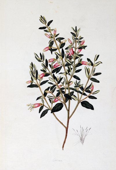 Correa Reflexa, desenho de John Frederick Miller (1759-1796) de John Frederick Miller