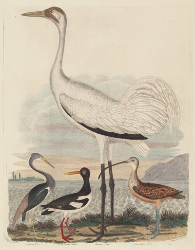 Louisiana Heron, Pied Oyster-catcher, Hooping Crane e Maçarico-de-bico-comprido de John G. Warnicke after Alexander Wilson