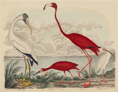 Wood Ibis, Scarlet Ibis, Flamingo e White Ibis de John G. Warnicke after Alexander Wilson
