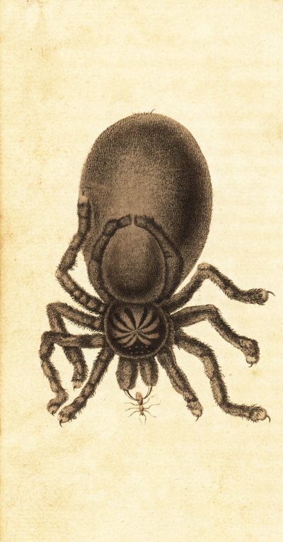 Tarântula Pinktoe, Avicularia avicularia. ,1800 (gravura) de John Gabriel Stedman
