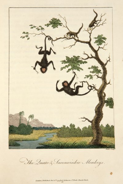 Os macacos Quato e Saccawinkee de John Gabriel Stedman