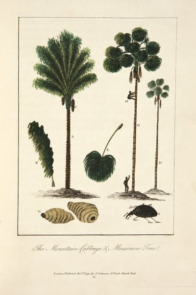 A couve da montanha e a árvore Maureecee de John Gabriel Stedman