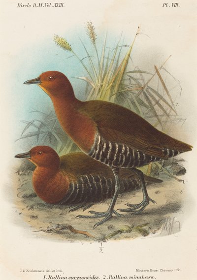 Aves das Filipinas de John Gerrard Keulemans