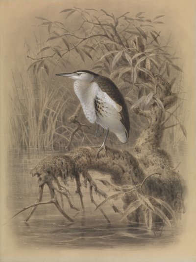 Garça-branca-pequena, Ixobrychus minutus de John Gerrard Keulemans