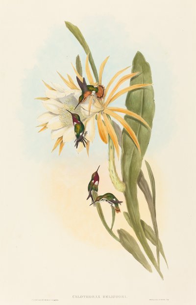Calothorax heliodori. Criadores: John Gould, Henry Constantine Richter. de John Gould and Henry Constantine Richter John Gould and Henry Constantine Richter
