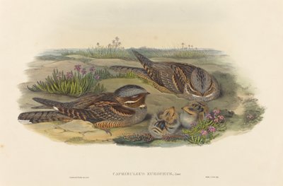 Caprimulgus europaeus Nightjar. Criadores: John Gould, Henry Constantine Richter. de John Gould and Henry Constantine Richter John Gould and Henry Constantine Richter