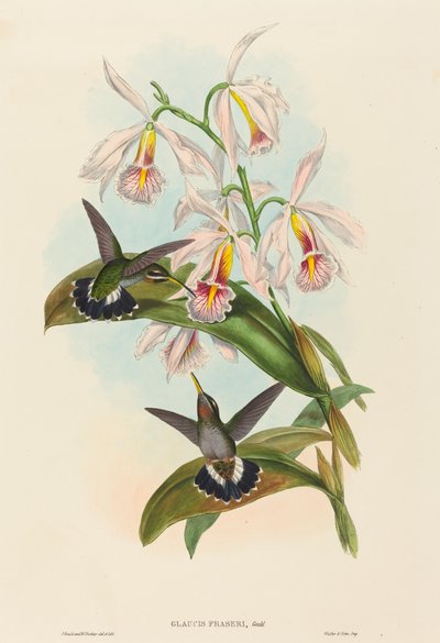 Garganta farpada de Glaucis fraseri Fraser. Criadores: John Gould, Henry Constantine Richter. de John Gould and Henry Constantine Richter John Gould and Henry Constantine Richter