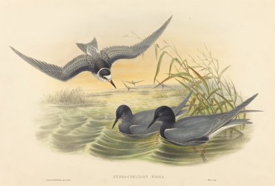 Hydrochelidon nigra. Criadores: John Gould, Henry Constantine Richter. de John Gould and Henry Constantine Richter John Gould and Henry Constantine Richter