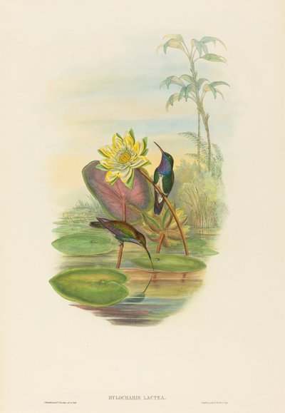 Hylocharis lactea Esmeralda de peito de safira. Criadores: John Gould, Henry Constantine Richter. de John Gould and Henry Constantine Richter John Gould and Henry Constantine Richter