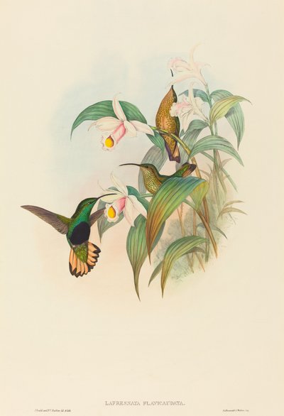 Lafresnaya flavicaudata Buff-tailed Velvet-breast. Criadores: John Gould, Henry Constantine Richter. de John Gould and Henry Constantine Richter John Gould and Henry Constantine Richter