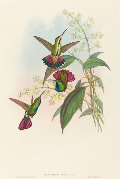 Lampornis prevosti. Os criadores: John Gould, Henry Constantine Richter. de John Gould and Henry Constantine Richter John Gould and Henry Constantine Richter