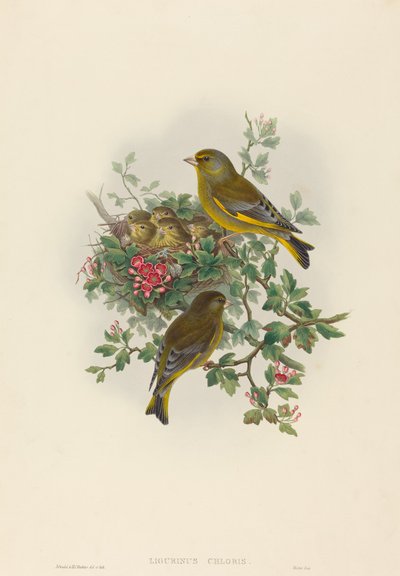 Ligurinus chloris Greenfinch. Criadores: John Gould, Henry Constantine Richter. de John Gould and Henry Constantine Richter John Gould and Henry Constantine Richter