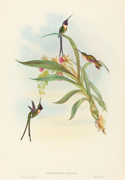 Tharmastura enicura Slender Shear-Tail. Criadores: John Gould, Henry Constantine Richter. de John Gould and Henry Constantine Richter John Gould and Henry Constantine Richter