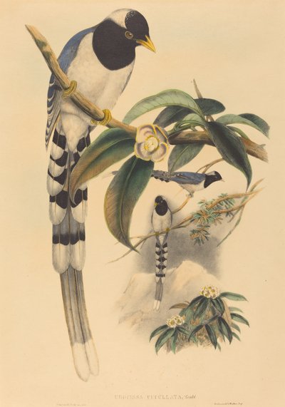 Urocissa cucullata, provavelmente 18501883. Criadores: John Gould, Henry Constantine Richter. de John Gould and Henry Constantine Richter John Gould and Henry Constantine Richter