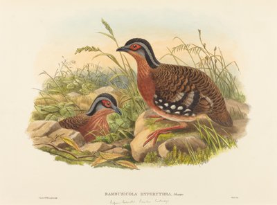 Perdiz-de-peito-ruivo Bambusicola Hyperythra. Criadores: John Gould, William Matthew Hart. de John Gould, William Matthew Hart