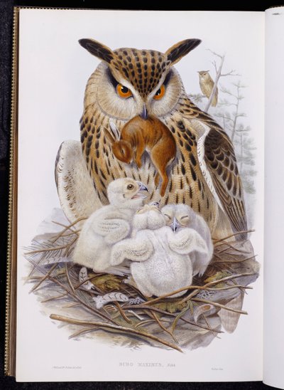 A Great Owl and Chicks, de "The Birds of Europe", publicado 1832-37 de John Gould