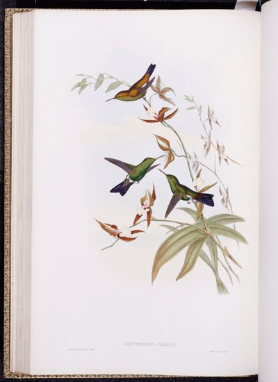 Uma Monografia de Trochilidae, ou Família de Beija-flores, publicada em 1849-61 de John Gould