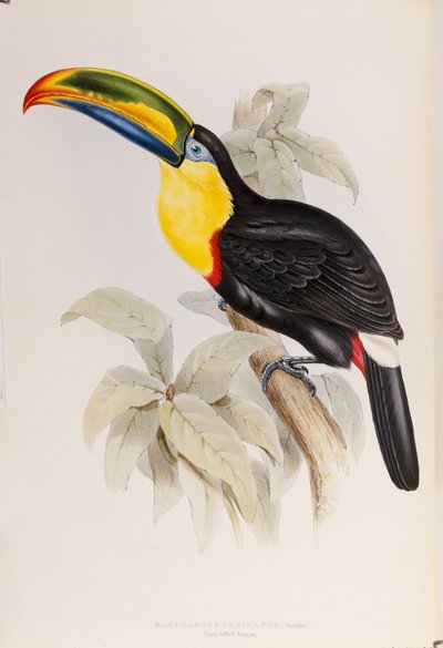 Uma monografia dos Ramphastidae, ou família de tucanos, primeira edição, publicada em 1834 de John Gould