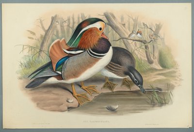 Aix Galericulata: Duck (cor lito em papel wove) de John Gould