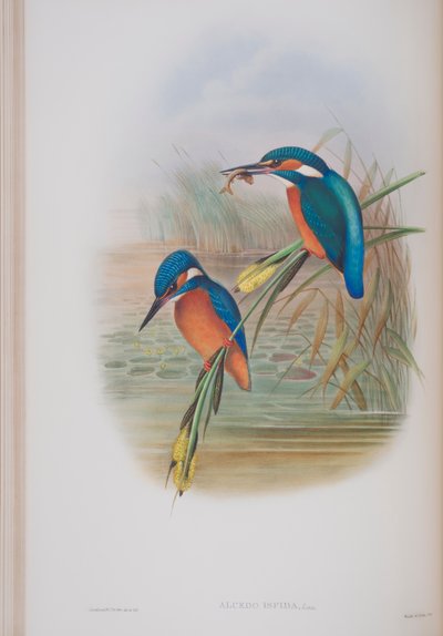 Alcedo Ispida, prato de The Birds of Great Britain, de John Gould, publicado em 1862-73 (litografia colorida à mão) de John Gould