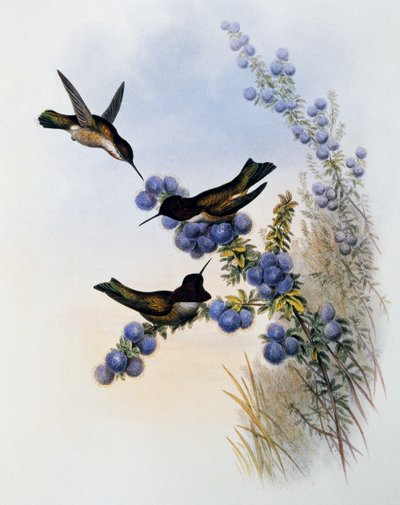 Beija-flor de Anna (Calypte anna), gravura de Monograph of Trochilidae or Humming Birds (1849-1861), de John Gould (1804-1881), Reino Unido de John Gould