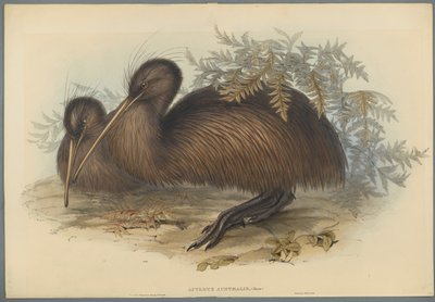 Apteryx Australis (cor litho em papel de capa) de John Gould
