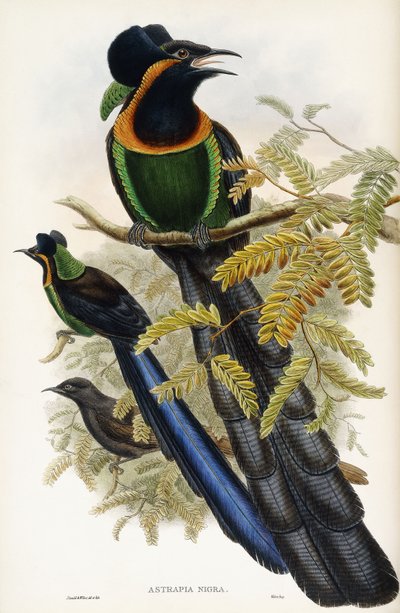 Arfak Astrapia de John Gould