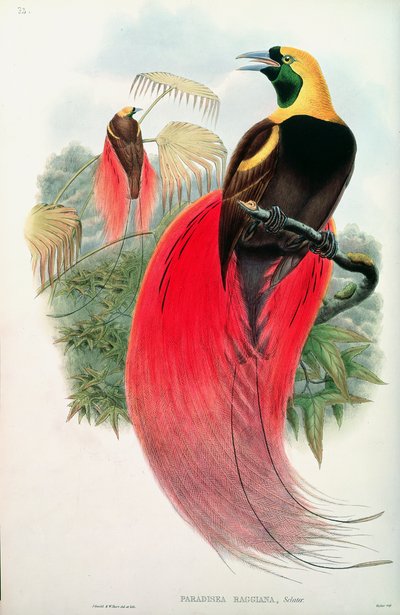 Ave do Paraíso, gravada por T. Walter de John Gould