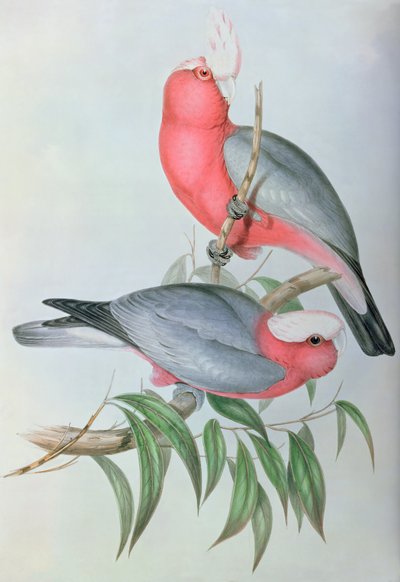 Aves da Ásia de John Gould