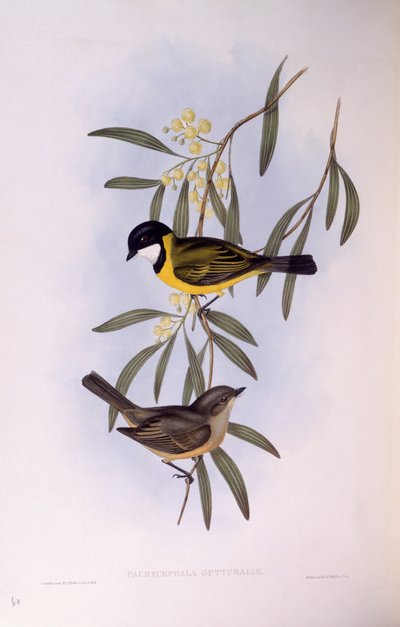 Apito de cauda preta (Pachycephala melanura), Gravura de John Gould de John Gould