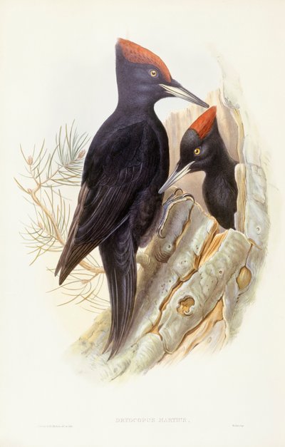 Pica-pau-preto (Dryocopus martius), Gravura de John Gould de John Gould