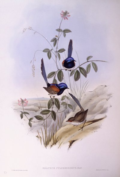 Rasto de fadas de peito azul (Malurus pulcherrimus), Gravura de John Gould de John Gould