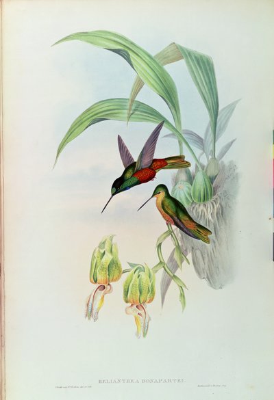 O colibri de Star Fronted de Bonaparte (litho colorido) de John Gould