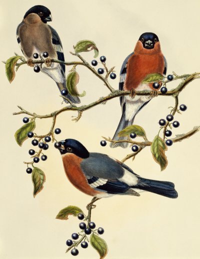 Touro (Pyrrhula pyrrhula), gravura de John Gould (1804-1881). Reino Unido de John Gould