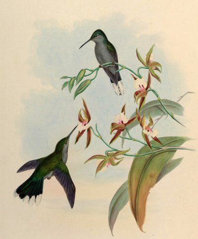 Campylopterus latipennis = Campylopterus largipennis de John Gould