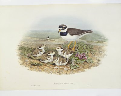 Tarambola-canelada comum (Charadrius hiaticula), ilustração de John Gould