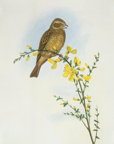 Corn bunting (Miliaria o Emberiza calandra), Engraving by John Gould de John Gould