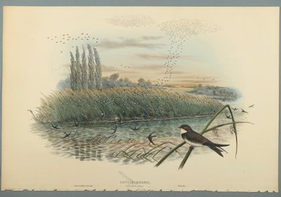 Riparia Cotilheira (litogravura a cores em papel tufado) de John Gould