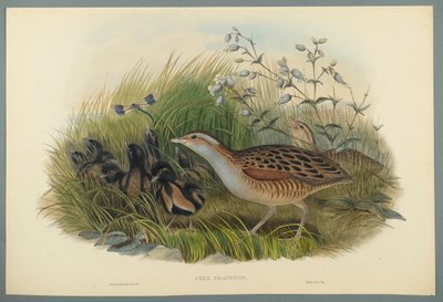 Crex Pratensis - Land Rail ou Corn Crane (cor litho em papel de palha) de John Gould